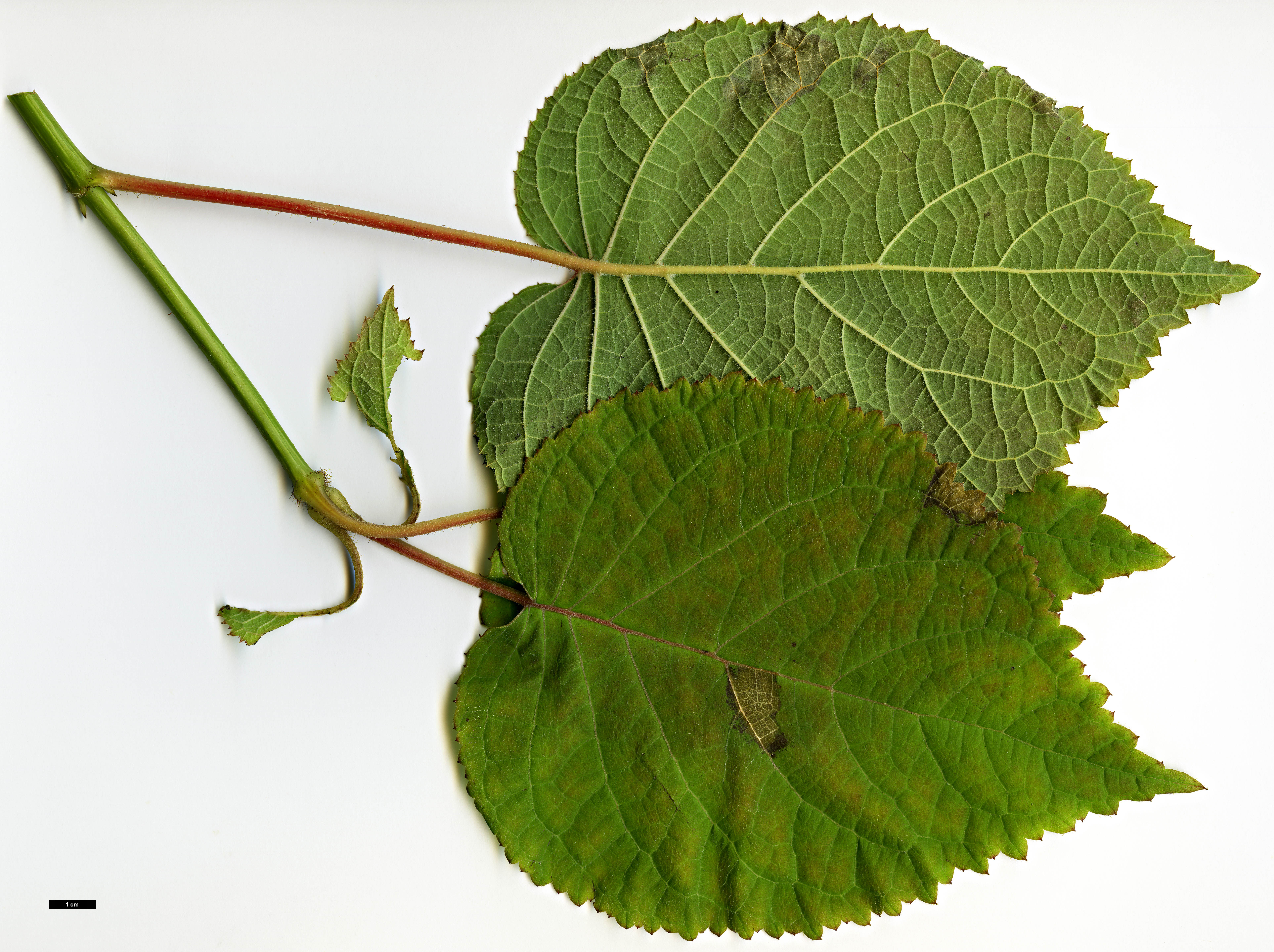 High resolution image: Family: Hydrangeaceae - Genus: Hydrangea - Taxon: longipes - SpeciesSub: var. fulvescens